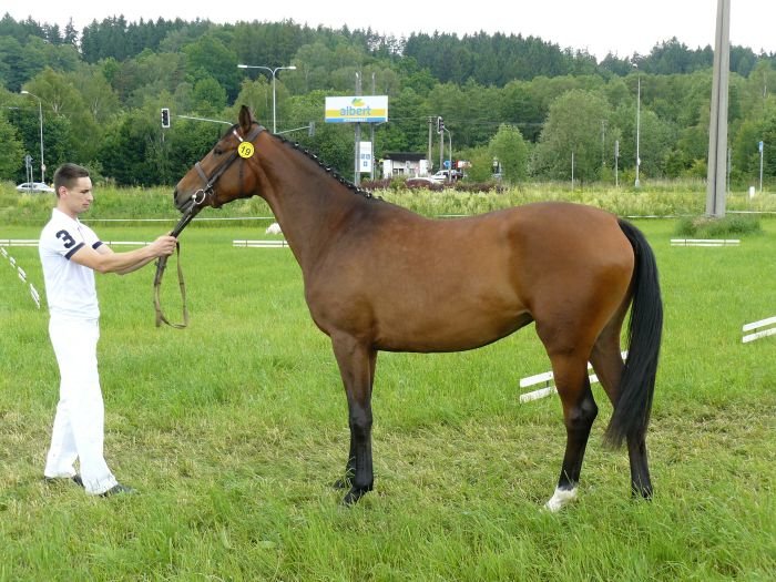 48/807 Charis po Genius Lysák 48/807 Charis po Genius Lysák