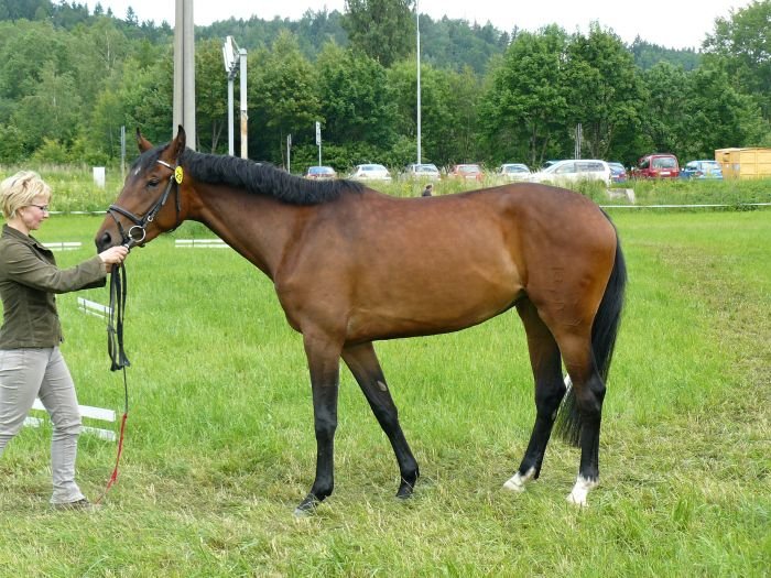 44/469 Hispa po Cry For Me 44/469 Hispa po Cry For Me