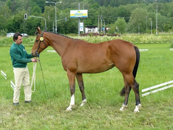 46/207 Sarpea OH po 1360 Drosselklang II 46/207 Sarpea OH po 1360 Drosselklang II