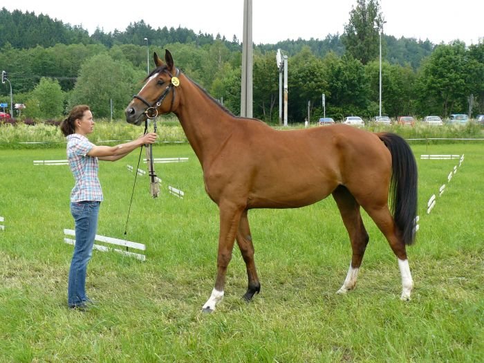 11/649 Seladona Laura po 1154 Quick Lauro Z 11/649 Seladona Laura po 1154 Quick Lauro Z