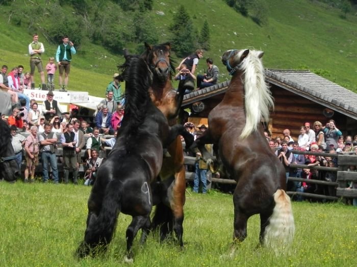 Norici v Raurisu Norici v Raurisu