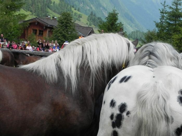 Norici v Raurisu Norici v Raurisu