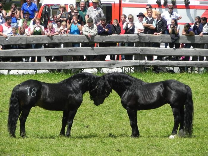 Norici v Raurisu Norici v Raurisu