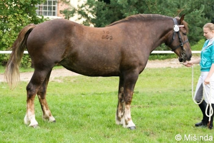 16/862 Aneta 16/862 Aneta