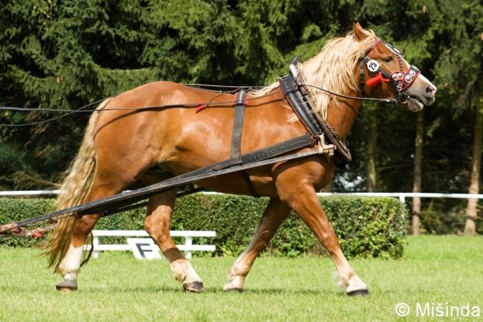 16/857 Alice 16/857 Alice