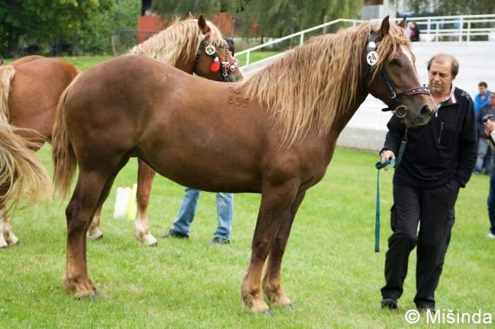 16/855 Agáta 16/855 Agáta