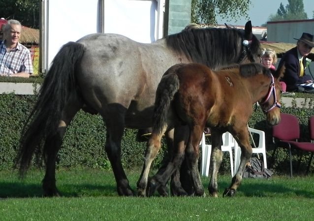 Dina a Galnt Dina a Galnt