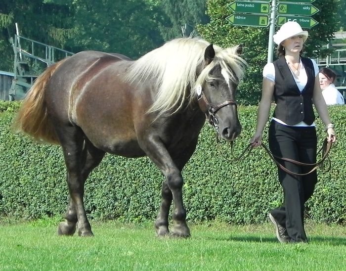 Grapa S Hradčany Grapa S Hradčany