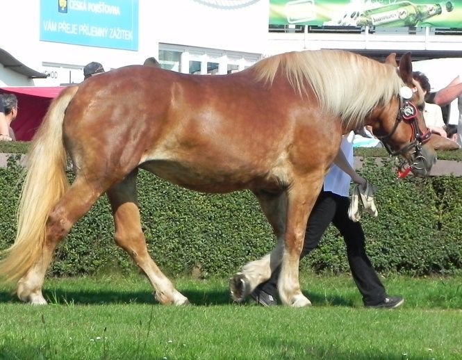 Montána Eldorádo Montána Eldorádo