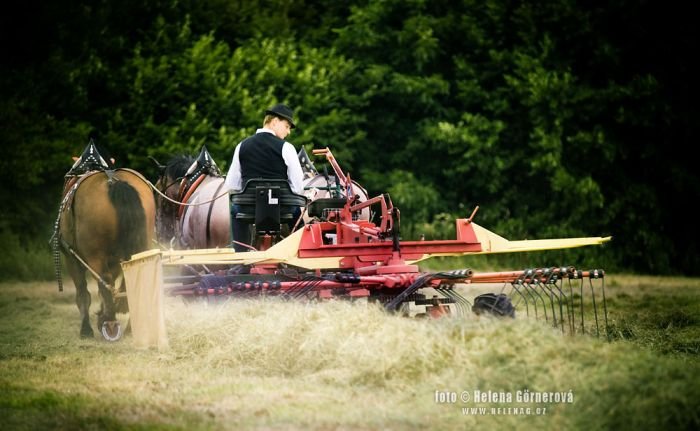 Moderní využití chladnokrevných koní Moderní využití chladnokrevných koní