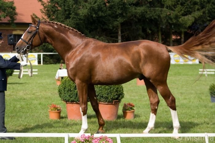 Galandro ZH Galandro ZH