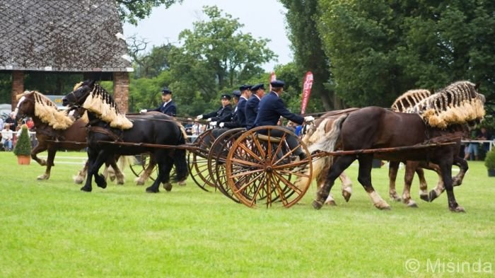 Čtverylka chladnokrevníků v sulkách Čtverylka chladnokrevníků v sulkách
