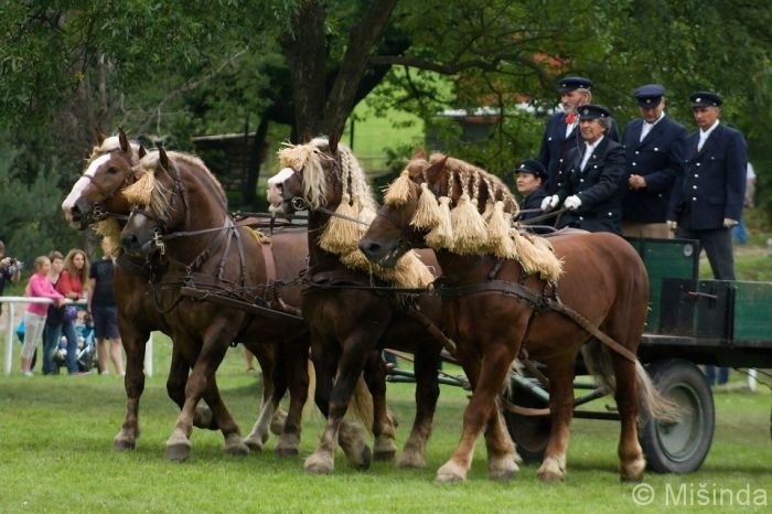 Písecká chladnokrevná kvadriga hřebců Alda, Gambit, Midas a Šumík Písecká chladnokrevná kvadriga hřebců Alda, Gambit, Midas a Šumík