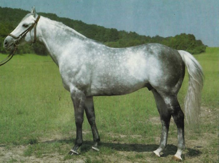 Filippy cs Filippy cs