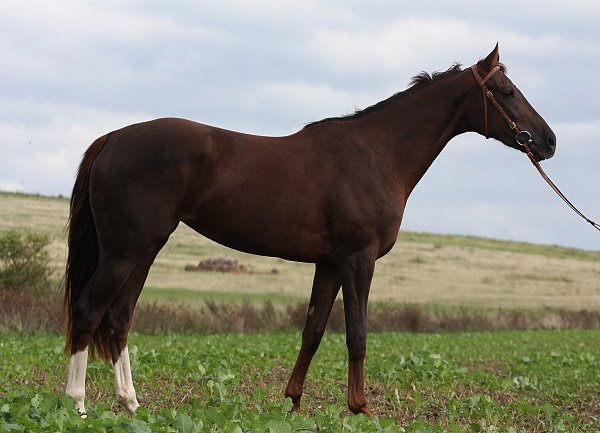 Hotový dvouletý kůň Hotový dvouletý kůň