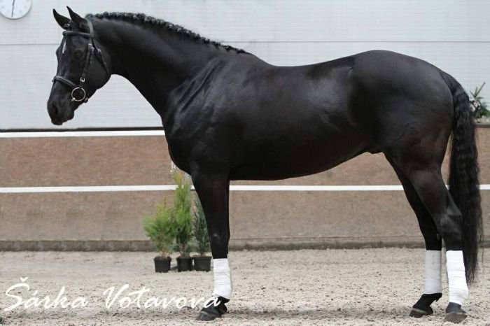 foto: Votavová Šárka Homburg