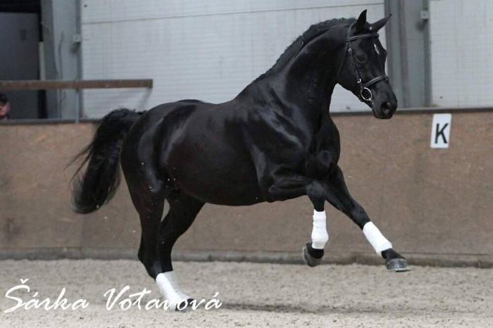 foto: Votavová Šárka Homburg