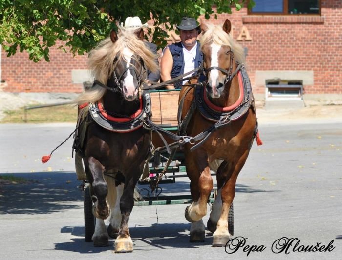 Rej spřežení Rej spřežení