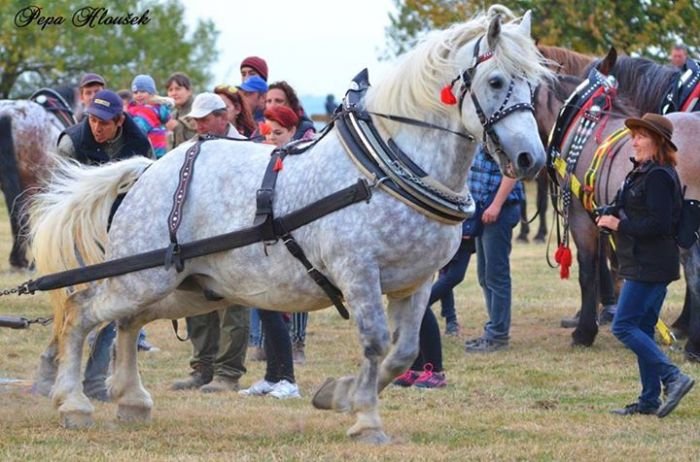 Jan Janovský - Brok, celkové třetí místo Jan Janovský - Brok, celkové třetí místo