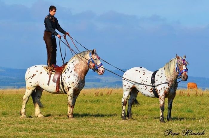 Norik show Norik show