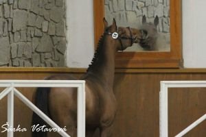 Kůň a zrcadlo