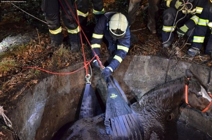 Záchrana koně pomocí záchranné sítě Záchrana koně pomocí záchranné sítě