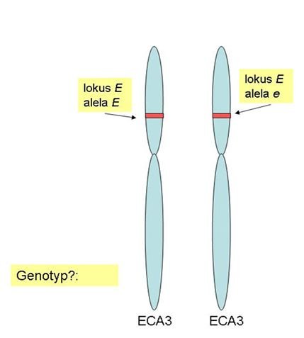 Pár třetího chromozomu koně Pár třetího chromozomu koně