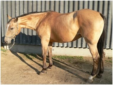 Buckskin Buckskin