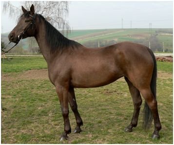 Smoky black Smoky black