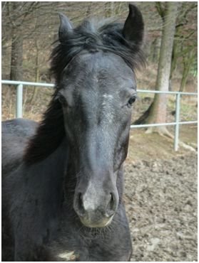 Počátek vybělování na hlavě Počátek vybělování na hlavě