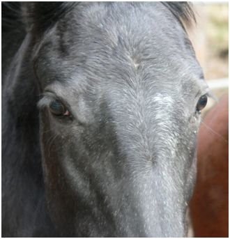Vybělování na čele Vybělování na čele