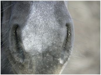 Vybělování na nose Vybělování na nose