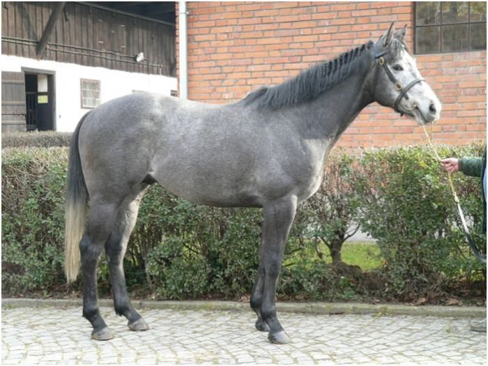 Steel gray Steel gray