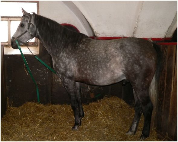 Grošování (dappled gray) Grošování (dappled gray)