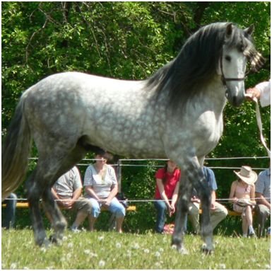 Grošování (dappled gray) Grošování (dappled gray)