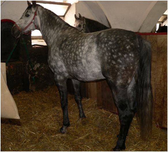 Zřetelně viditelné groše Zřetelně viditelné groše