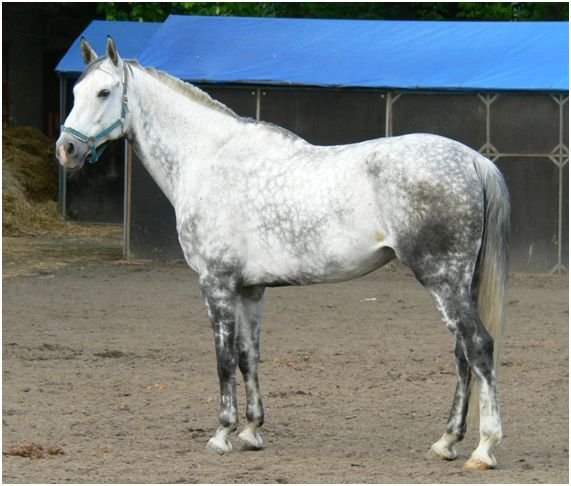 Postupné ubývání pigmentu, groše přestávají být patrné Postupné ubývání pigmentu, groše přestávají být patrné