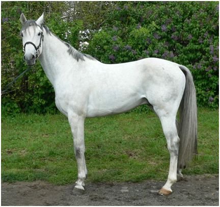 Téměř zcela vybělený kůň. Pozůstatky pigmentu hlavně v hřívě a ocasu Téměř zcela vybělený kůň. Pozůstatky pigmentu hlavně v hřívě a ocasu