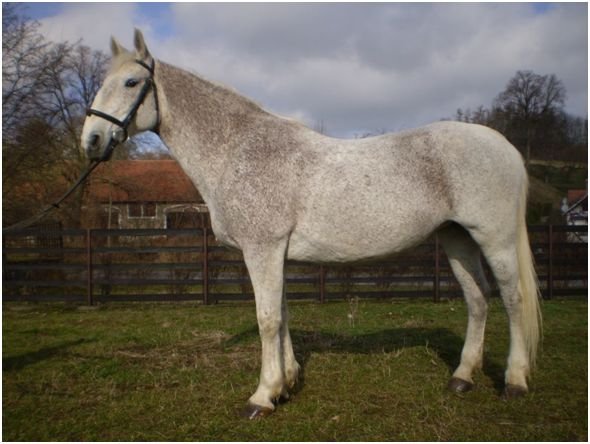 Flea bitten gray Flea bitten gray