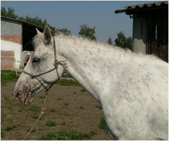Gray leopard Gray leopard