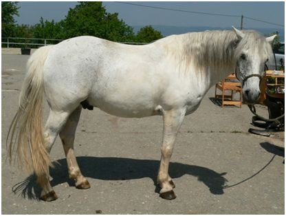 Gray tobiano Gray tobiano