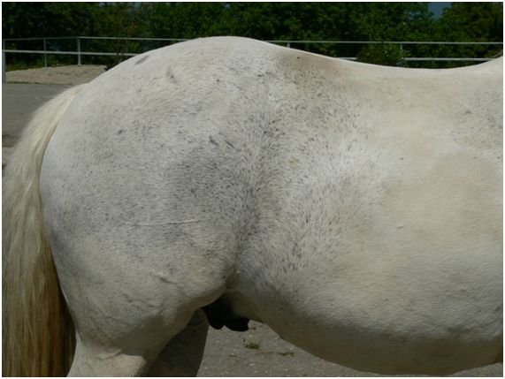 Gray tobiano Gray tobiano