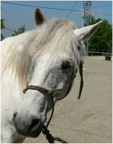 Gray tobiano Gray tobiano