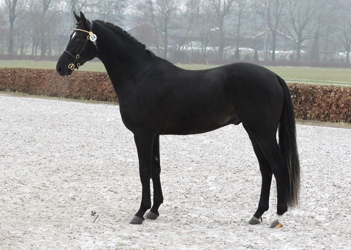 Westerhuis Cupido Westerhuis Cupido