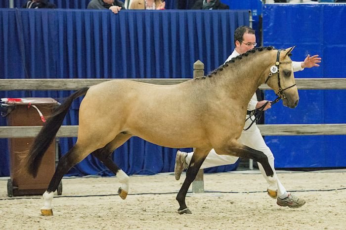 De Bekelaar's Romeo De Bekelaar's Romeo