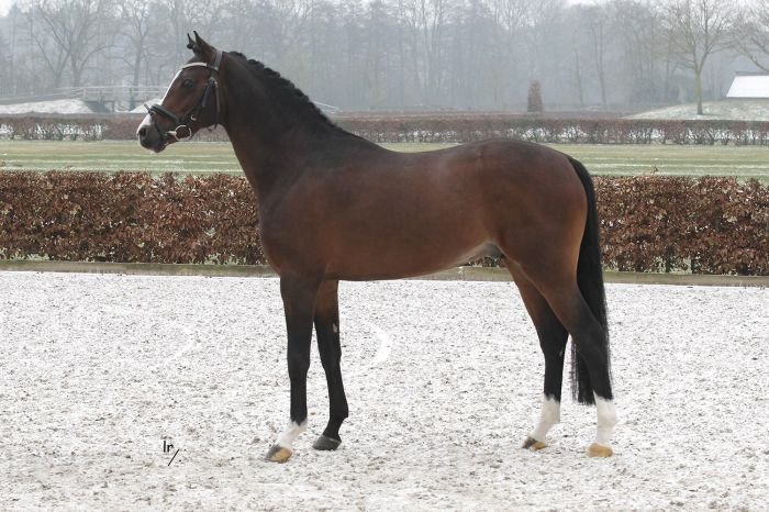 Coelenhage's Amor Coelenhage's Amor