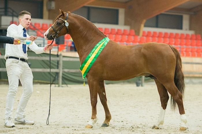 Spring Star's Kimro Spring Star's Kimro