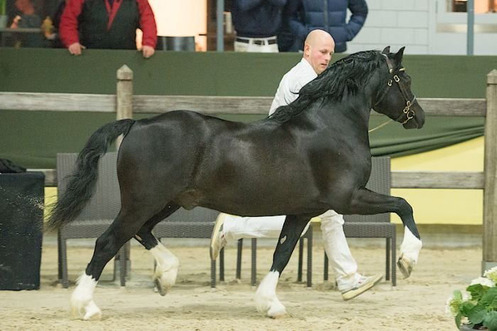 Brynseion Lord Mayday Brynseion Lord Mayday