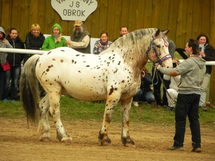 White Tiger White Tiger