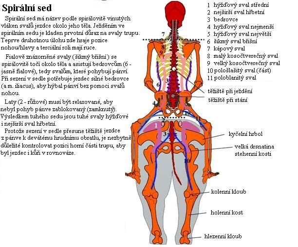 Správný, relaxovaný, vyvážený